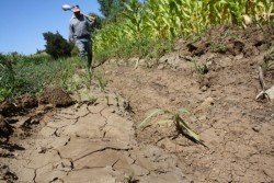 Sequía afecta a ganaderos y agricultores