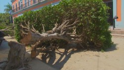 Sancionan a empresa que cortó árboles en remodelación