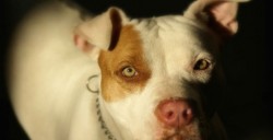 Muere niña de dos años tras ser atacada por un pitbull