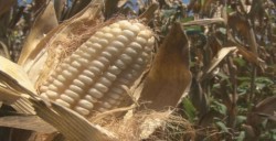 Costa Rica y Guatemala interesadas en el maíz de Sinaloa