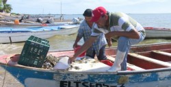 Urge veda para evitar se extraiga camarón enhuevado