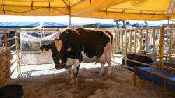 Sigue la competencia de la Vaca más lechera 2017