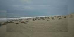Nacen más de cien mil crías de tortuga en santuario