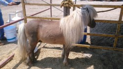 La feria ganadera...divierte a los pequeños