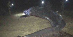 Hallan tiburón ballena muerto en playa de Baja California