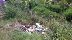 Se celebra el Día mundial del medio ambiente