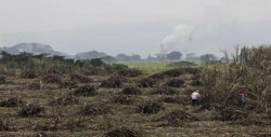 Termina litigio sobre comercio de azúcar entre México y Estados Unidos