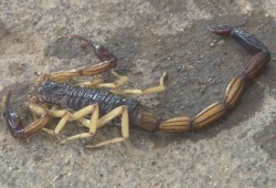 Cuidado con los alacranes
