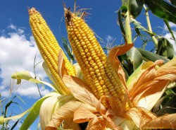 Tarde... pero seguro, reciben apoyo agricultores