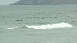 Parvada de pájaros a la caza de peces