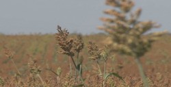 Entregará gobierno del estado, apoyos para siembra de sorgo en temporal