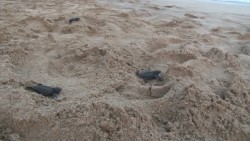 Libera Acuario Mazatlán 300 tortugas marinas