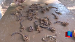 Plaga de alacranes en la calle Ferrocarril