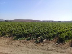 Obtienen un logro importante agricultores del Sur