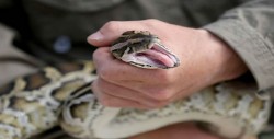Capturan tres víboras de cascabel y una serpiente en viviendas
