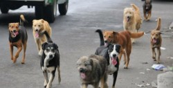 Se organizan para envenenar perros de la calle