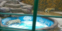 Aseguran tres tigres de bengala en Guanajuato