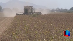 Solo diez mil hectáreas en el Yaqui