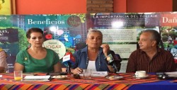 Para mejorar visión urbana, ofrecerán curso de poda de árboles