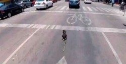 #VIDEO Emocionante rescate de perro veloz