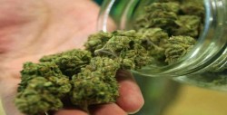 Activan uso de mariguana medicinal