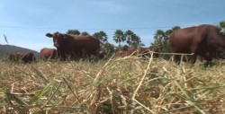 Avanza construcción de pozos y bordos para ganado