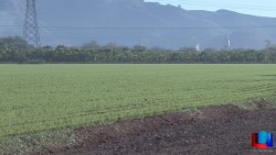 Ampliaron registro de PROAGRO hasta agosto