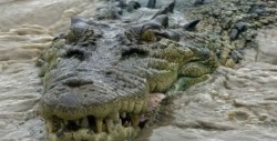 Cocodrilo le arranca el brazo a turista