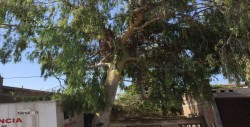 Solicitan poda de árbol en la colonia 10 de mayo