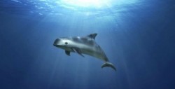 UNESCO reconoce el trabajo de México para proteger a la vaquita marina