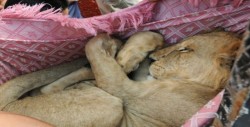 Rescatan a león cachorro de una azotea