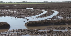 Una amplia superficie de cultivo no están conectados al sistema de riego