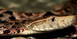 Sobrevive a mordedura de serpiente nauyaca