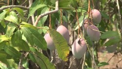 Se exporta mango a mercado asiático y europeo: SEDECO