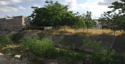 Crece maleza en arroyo que atraviesa el Fraccionamiento ISSSTESIN