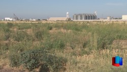 Aparece la maleza en el Valle del Yaqui