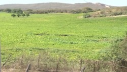 Mejoran expectativas de agricultores: AARP