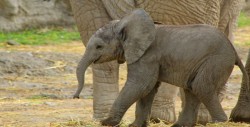 Nace el primer elefante africano en Puebla