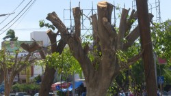 Aseguran que lo árboles trasplantados sobrevivirán el cambio