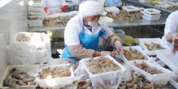 Reconocen a la mujer en la pesca: CONAPESCA
