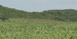 En espera de la entrega de semilla de sorgo para productores de temporal