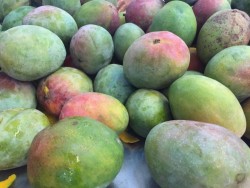 Retrasada la producción de mango: CNC
