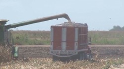 Logran apoyos a la agricultura de Sinaloa
