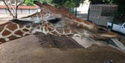 Con nuevo inquilino en el Zoológico de Culiacán
