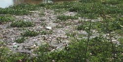 Tras fuerte lluvia se acumula basura en Presa Derivadora