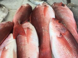 Pescaderos tienen buenas ventas en Verano