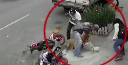 Denuncian otro ataque de perro Pitbull