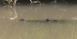 Estable pescador atacado por un caimán
