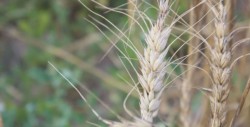 Productores si recibirán recursos pendientes de pago