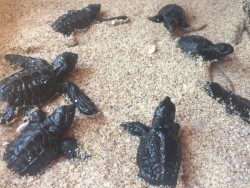 Tortugas marinas llegan a las playas mazatlecas
